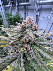 Cherry Cola Auto RF3 - FASTBUDS - 2