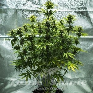 Royal Haze Automatic - ROYAL QUEEN SEEDS - 5