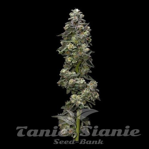 Nasiona Marihuany Bakers Delight Auto - DNA GENETICS