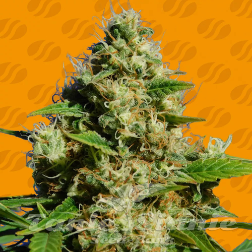 Nasiona Marihuany Banana Sherbet - ORIGINAL SENSIBLE SEEDS