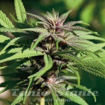 Nasiona Marihuany Crimea Blue - BARNEY’S FARM
