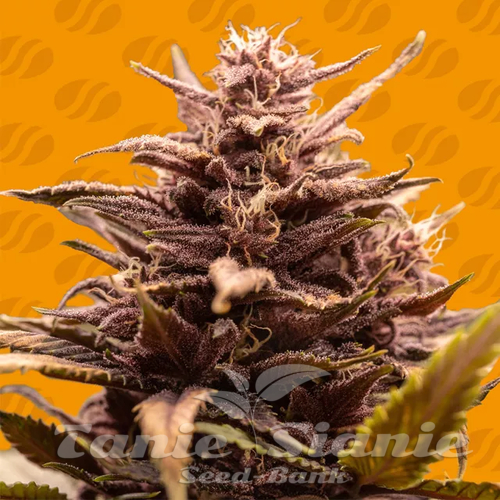 Nasiona Marihuany Blackwater - ORIGINAL SENSIBLE SEEDS