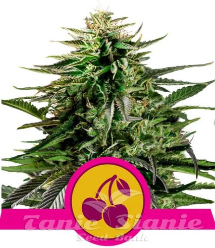 Nasiona Marihuany Cherry Pie - ROYAL QUEEN SEEDS