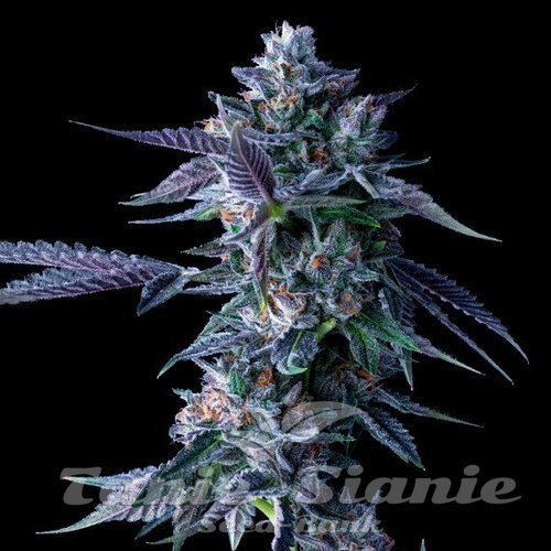 Nasiona Marihuany Chocolope - DNA GENETICS