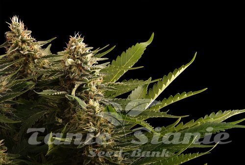 Nasiona Marihuany Colombian Jack - KANNABIA SEED