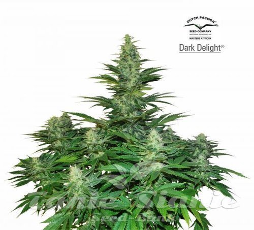 Nasiona Marihuany Dark Delight - DUTCH PASSION