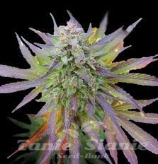 Nasiona Marihuany Blueberry Gum - G13 LABS