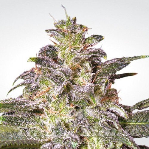 Nasiona Marihuany Magic Bud - PARADISE SEEDS