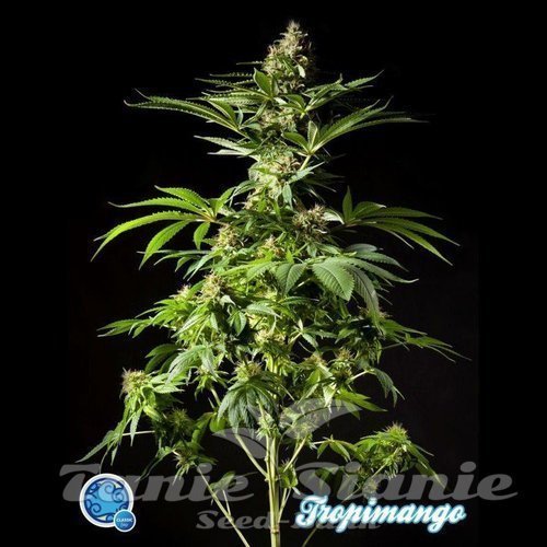Nasiona Marihuany Tropimango - PHILOSOPHER SEEDS