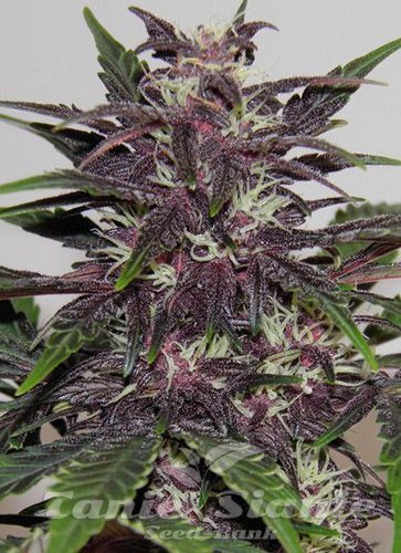 Nasiona Marihuany Purple Kush