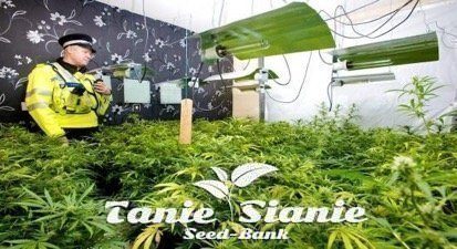 Czy marihuana zostanie zalegalizowana w Wielkiej Brytanii?
