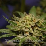 KANNABIA SEED - Citrus