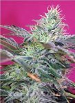 SWEET SEEDS - Sweet Cheese Auto