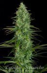 ! Critical Jack