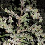 BARNEY’S FARM - Dr Grinspoon
