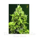Victory Seeds - Jack Herer