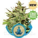 ROYAL QUEEN SEEDS - Stress Killer Auto CBD