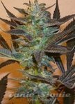 KC BRAINS - K.C. 48