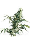 SENSI SEEDS - Mexican Sativa