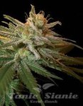 DNA GENETICS - Kushberry