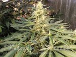 KETAMA SEEDS - Mujica Gold