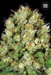 BULK SEED BANK - Sour Diesel