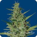 SEEDS OF LIFE - Sol Haze
