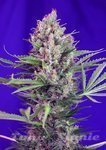 SWEET SEEDS - Cream Mandarine Fast Version