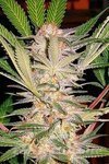 SWEET SEEDS - S.A.D.