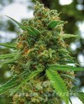 POSITRONICS - Grapefruit