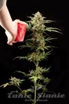 DINAFEM - Haze Autoflowering