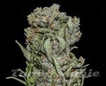 KALASHNIKOV SEEDS - White Critical Express