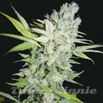 BIOHAZARD SEEDS - Criminal Jack