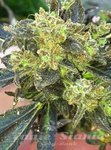THE CALI CONNECION - Boss Hogg