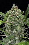 DINAFEM - White Cheese Auto