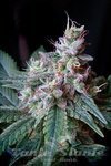 SWEET SEEDS - Cream Caramel Fast Version