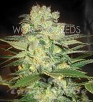 WORLD OF SEEDS - Afghan Kush X White Widow