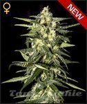GREEN HOUSE SEEDS - Jack Herer Auto