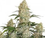 DUTCH PASSION - Auto Critical Orange Punch