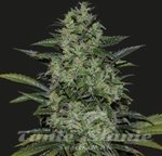 KALASHNIKOV SEEDS - POWER RUSSIAN