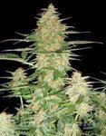DNA GENETICS - 60 Day Wonder