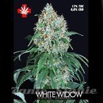 PURE SEEDS - White Widow