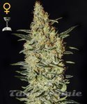 GREEN HOUSE SEEDS - Neville's Haze
