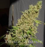 SERIOUS SEEDS - CBD Chronic