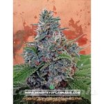 MINISTRY OF CANNABIS - Auto Blue Amnesia