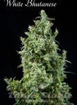 MANDALA SEEDS - White Bhutanese