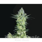 BIOHAZARD SEEDS - Goddess Kali