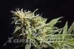 PHILOSOPHER SEEDS - Fruity Jack