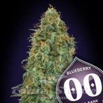 00 SEEDS BANK - Blueberry