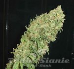 FANTASEEDS - Caramella
